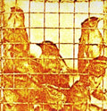 Migraine Inducers/Antagonitic Music by Martyn Bates